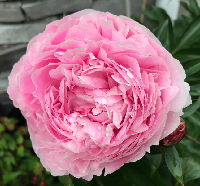 peony